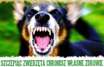Szczepiąc zwierzęta chronisz własne zdrowie