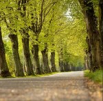 Głosuj na Drzewo Roku - czyli ustrońską Lipową Aleję