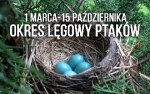 WYCINKA DRZEW I KRZEWÓW a OKRES LĘGOWY PTAKÓW