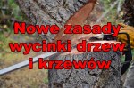 Od 17 czerwca nowe zasady wycinki drzew!