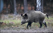 Odstrzał sanitarny dzików - rozporządzenie