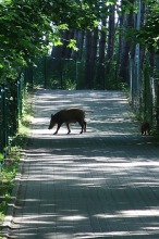 Działania na rzecz zmniejszenia aktywności dzików