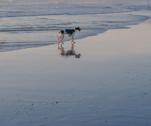 Przypominamy o zakazie wyprowadzania psów na plażę
