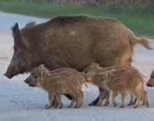 Apel o niedokarmianie dzików