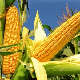 Dopłaty do kukurydzy-wnioski o pomoc tylko do 29 lutego