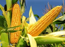 Dopłaty do kukurydzy-wnioski o pomoc tylko do 29 lutego